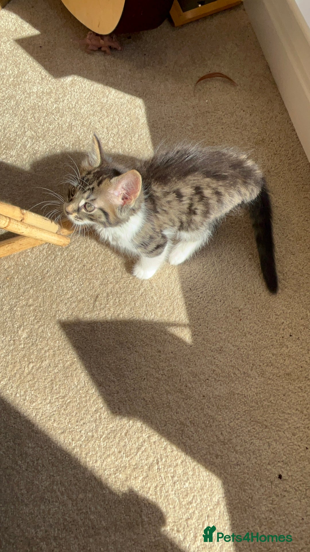 British Shorthair cats for sale: Beautiful tabby/Maine come kittens available  - Image 2