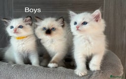 Ragdoll cats for sale: Attention🎈Rare Kitten  - Image 11