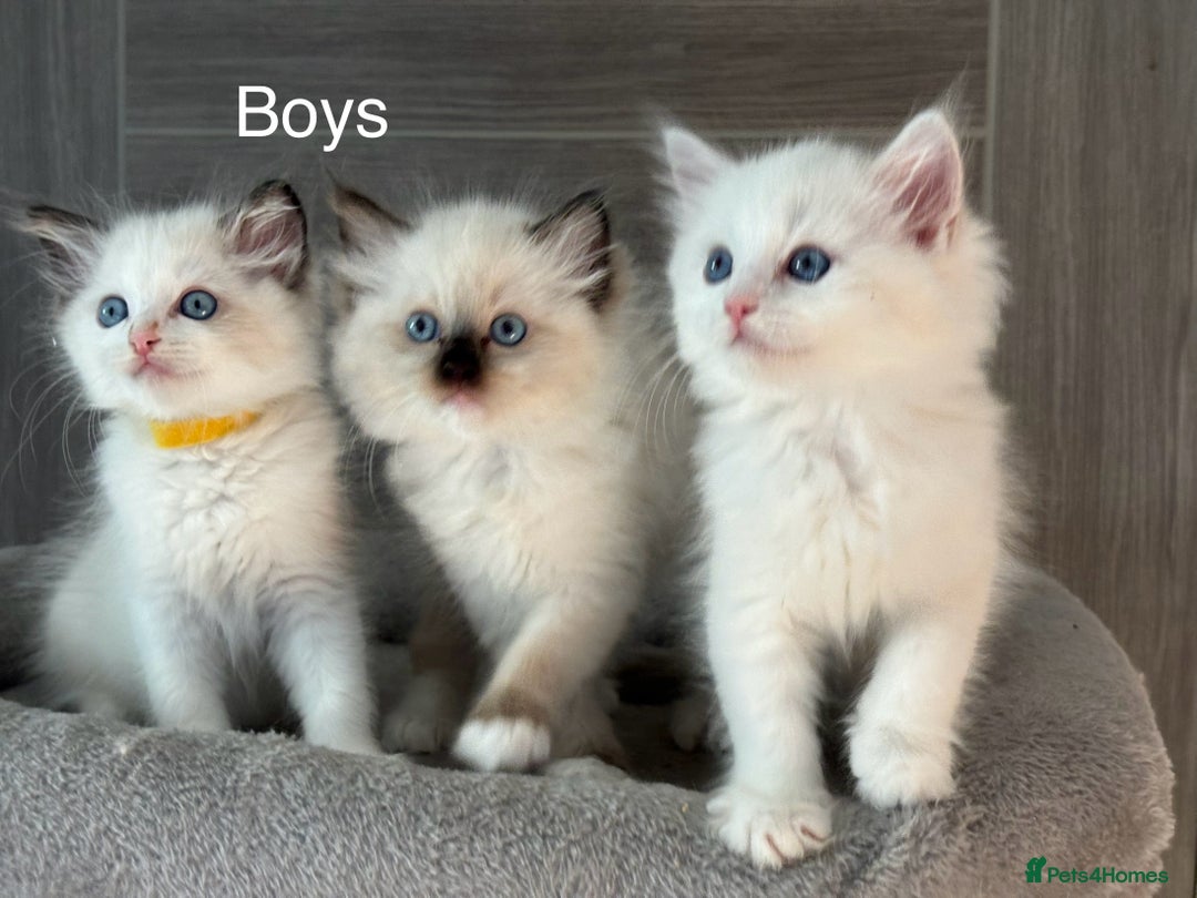 Ragdoll cats for sale: Attention🎈Rare Kitten  - Image 11
