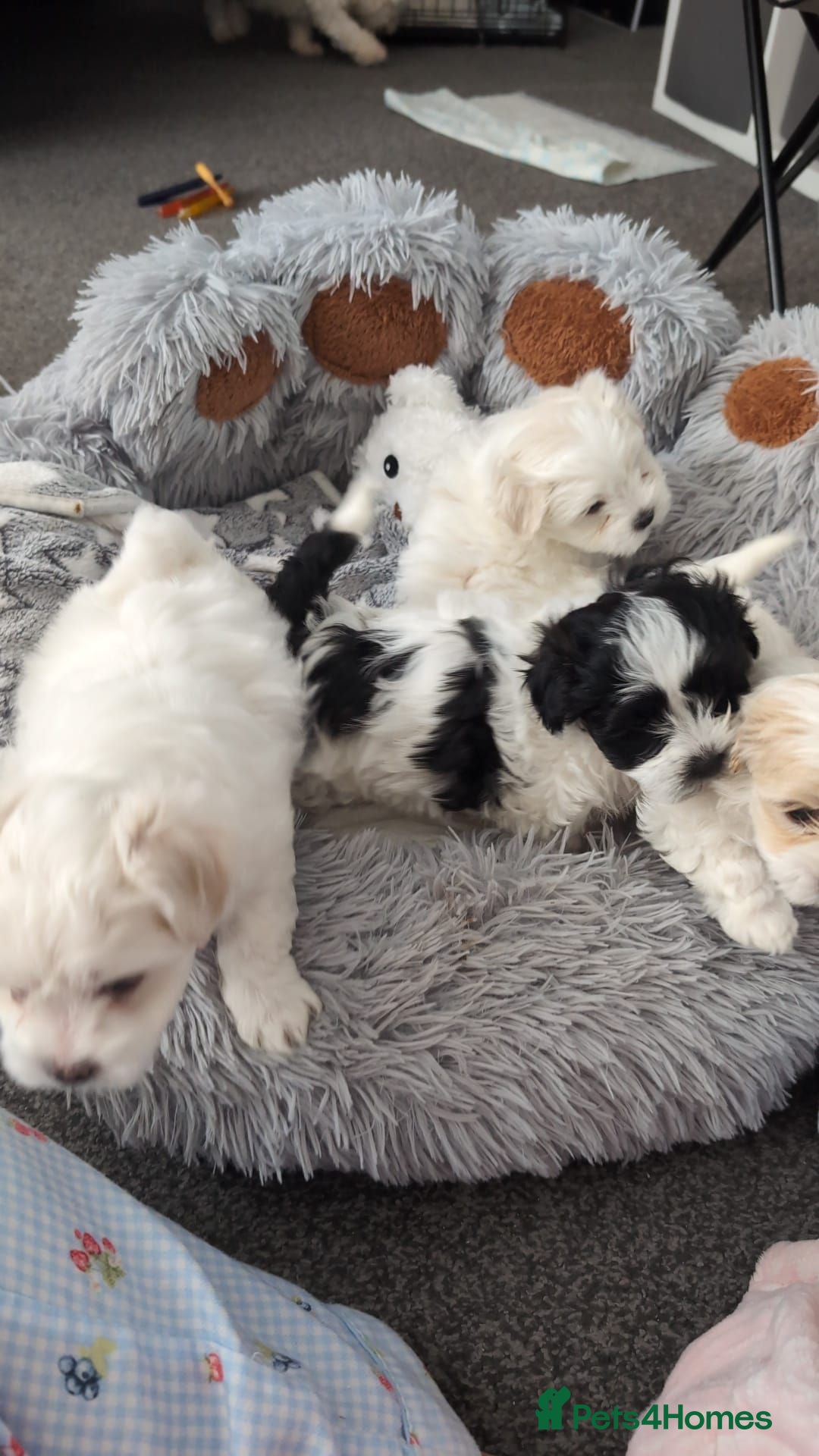 Maltese dogs 4 beautiful Maltese pups for sale. - Advert 1