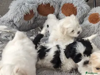 Maltese dogs 4 beautiful Maltese pups for sale. - Advert 1