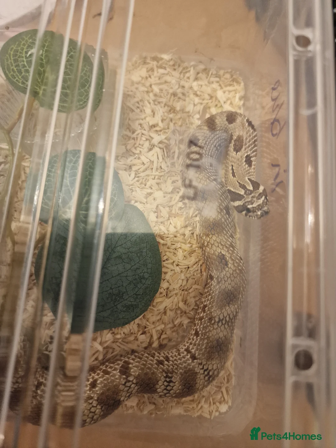 Snake reptiles for sale: CB 2025 Western Hognose snakes - Advert 9