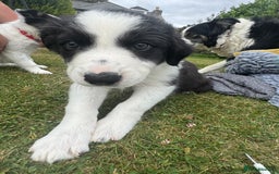 Border Collie dogs for sale: 2 collie pups for sale  - Image 2