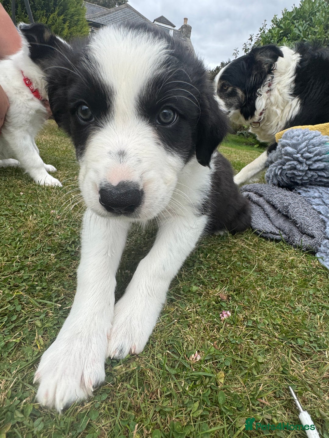 Border Collie dogs for sale: 2 collie pups for sale  - Image 2