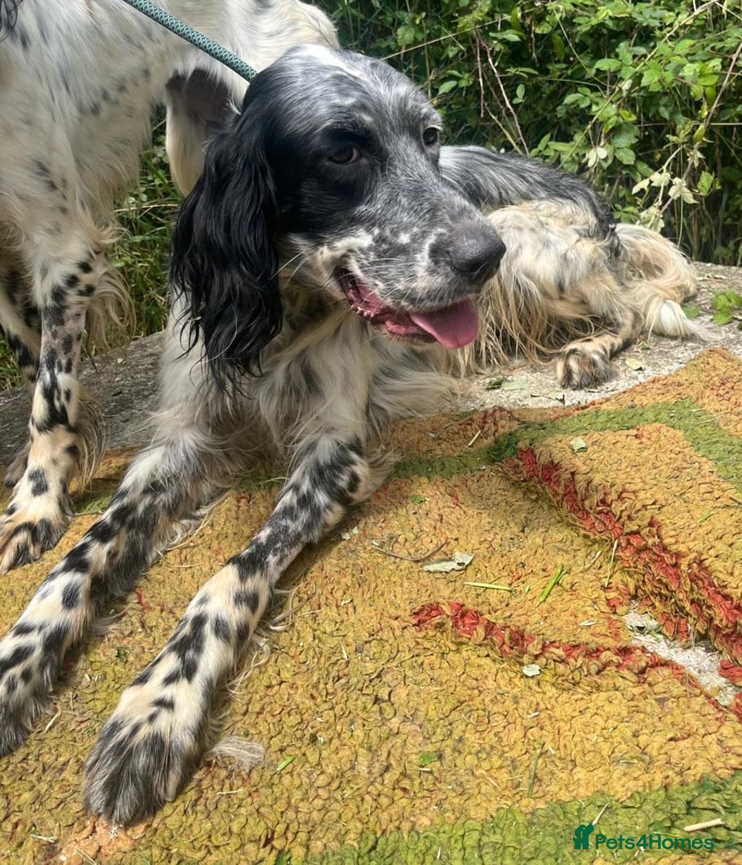 English Setter dogs for adoption: Cookie - Image 2