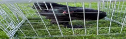Chickens poultry for sale: Pair of brahmas - Advert 28