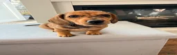 Chiweenie dogs for sale: 5 beautiful mini dachshund x chihuahua puppies - Advert 23