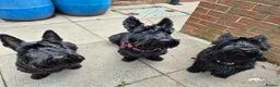 Scottish Terrier dogs for sale: 3 Beautiful KC Registered Scottish Terrier Males🐾 in Stone - Advert 26