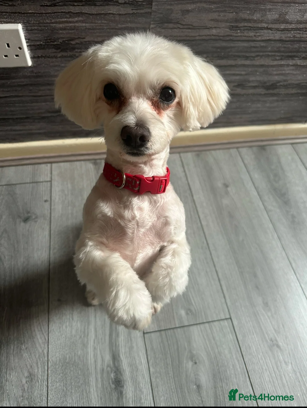 Bichon Frise dogs for sale: Beautiful Maltese Puppy – Female – Ready Now 🐾 in Wolverhampton - Advert 2