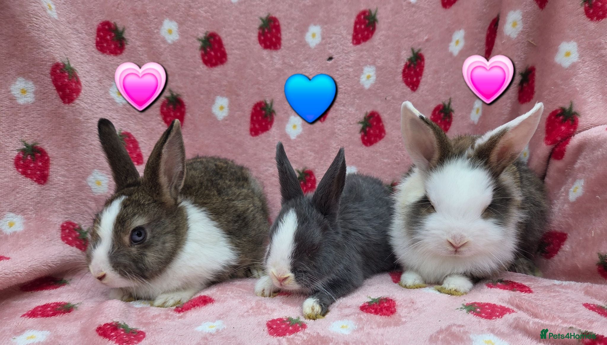 Mixed Breed rabbits Ready Now☆ last 3 left ☆ mini lion lop bunnies  - Advert 1