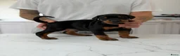 Dobermann dogs for sale: European Doberman puppies! - Advert 14
