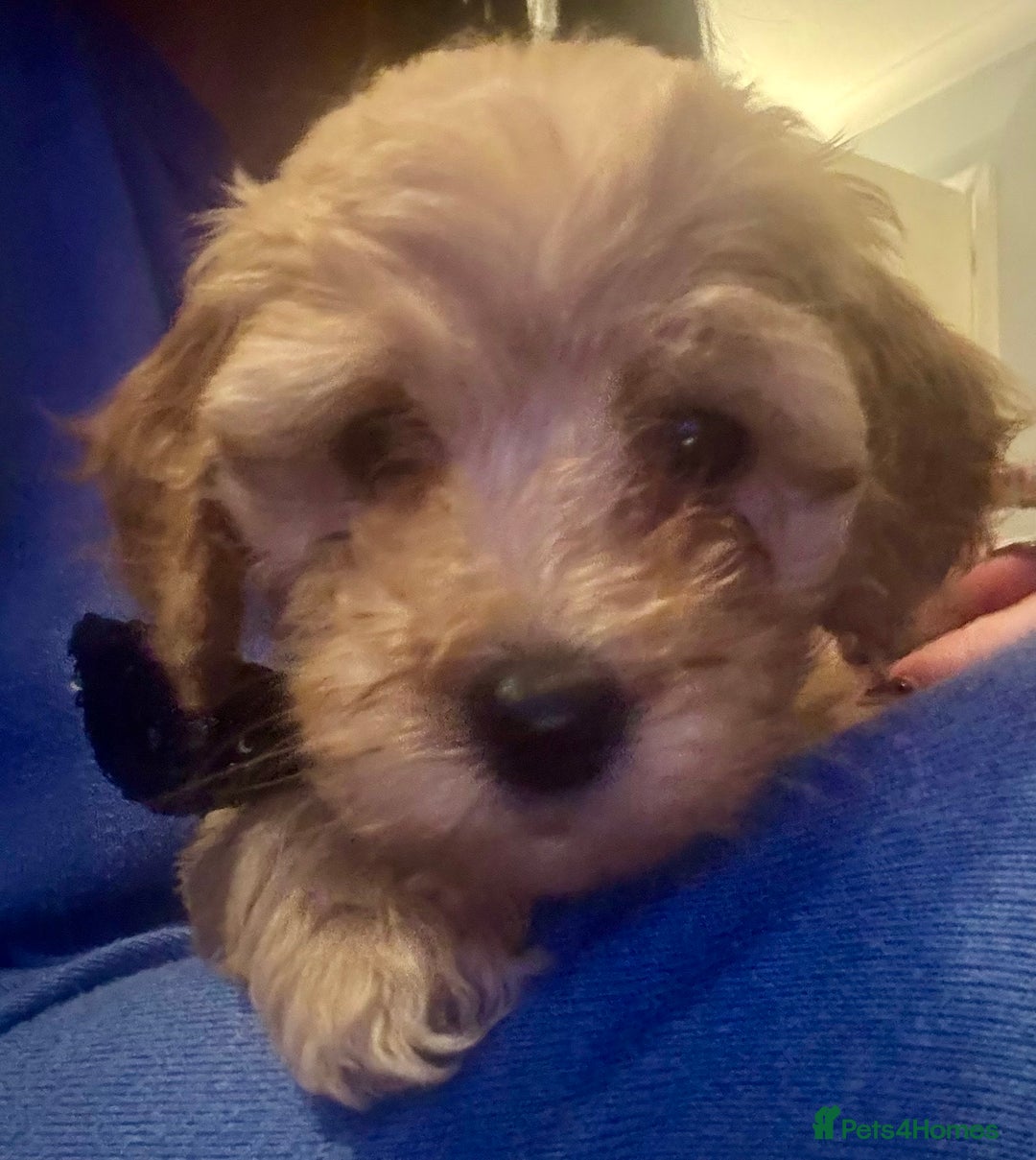 Cockapoo dogs for sale: ⭐️EXTENSIVELY HEALTH TESTED, COCKAPOO F1B GIRL⭐️ - Advert 11
