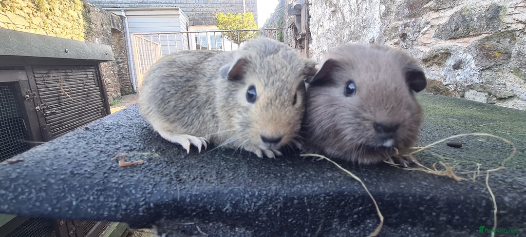 Guinea Pig rodents for sale: Pair of female smooth haired guinea pigs  - Image 4
