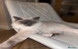 Ragdoll cats for sale: Gorgeous Mitted Bluepoint Ragdoll - Image 18