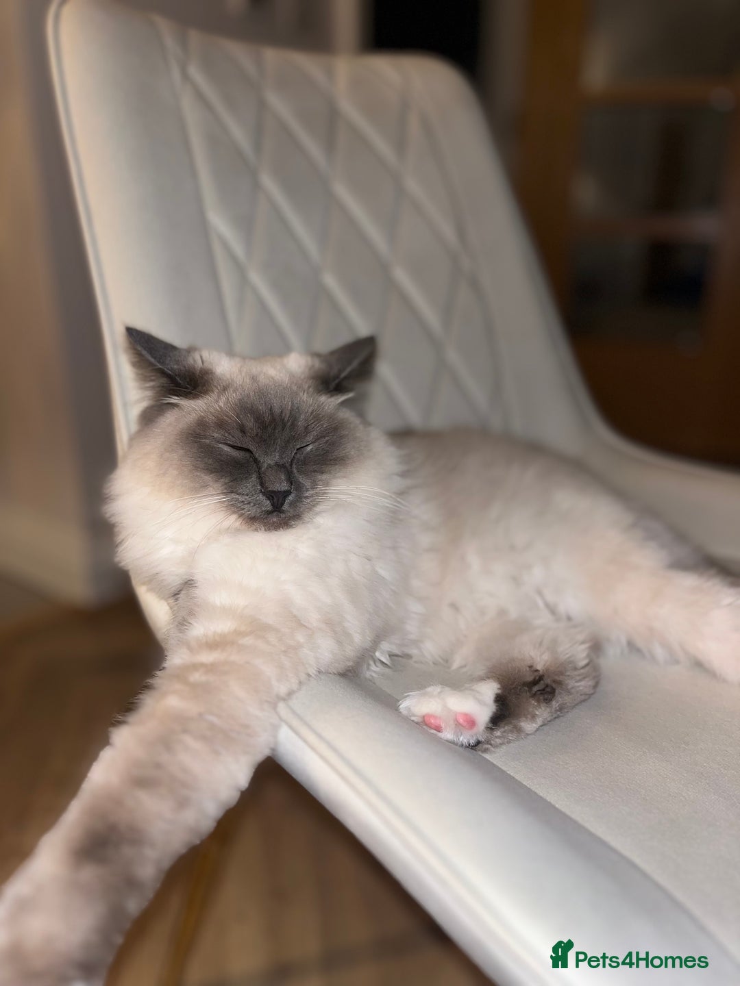 Ragdoll cats for sale: Gorgeous Mitted Bluepoint Ragdoll - Image 18