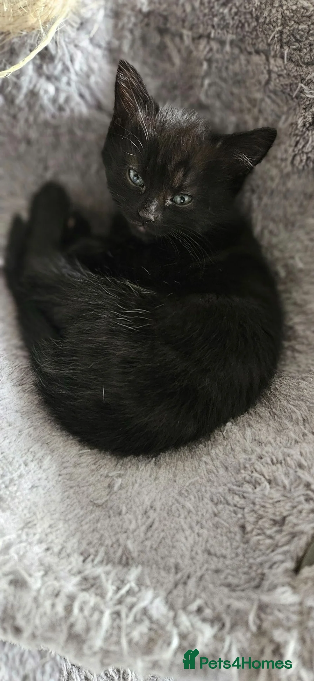 Mixed Breed cats for sale: 4 kittens for sale - Advert 2