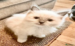 Ragdoll cats for sale: traditional Mitted ragdoll’s - Image 7