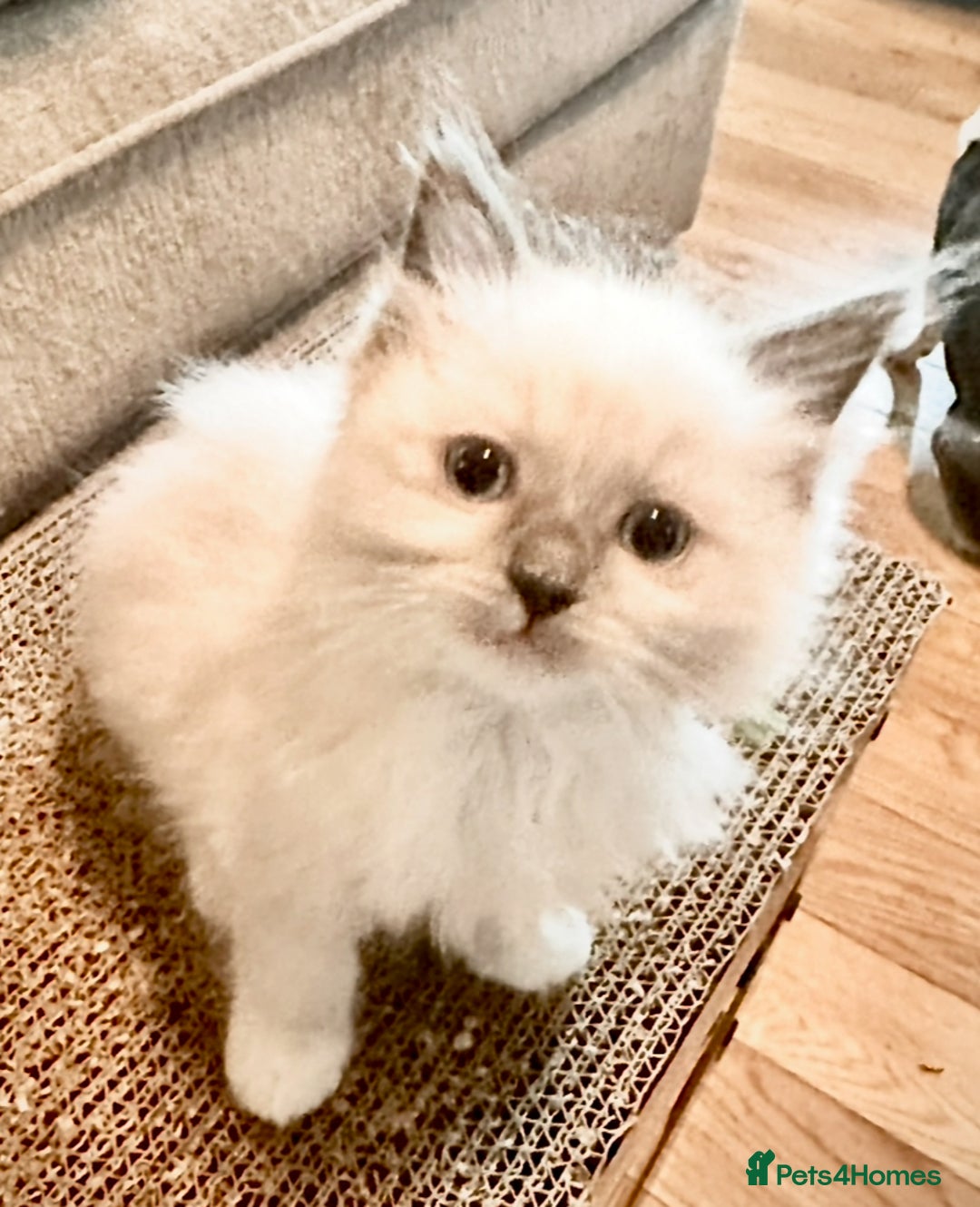 Ragdoll cats for sale: traditional Mitted ragdoll’s - Image 7