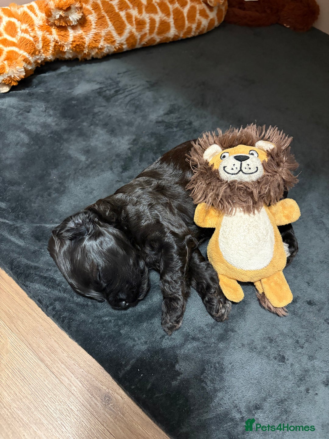 Cavapoo dogs for sale: Cavapoo (Cavalier Backcross) Puppies - Image 21