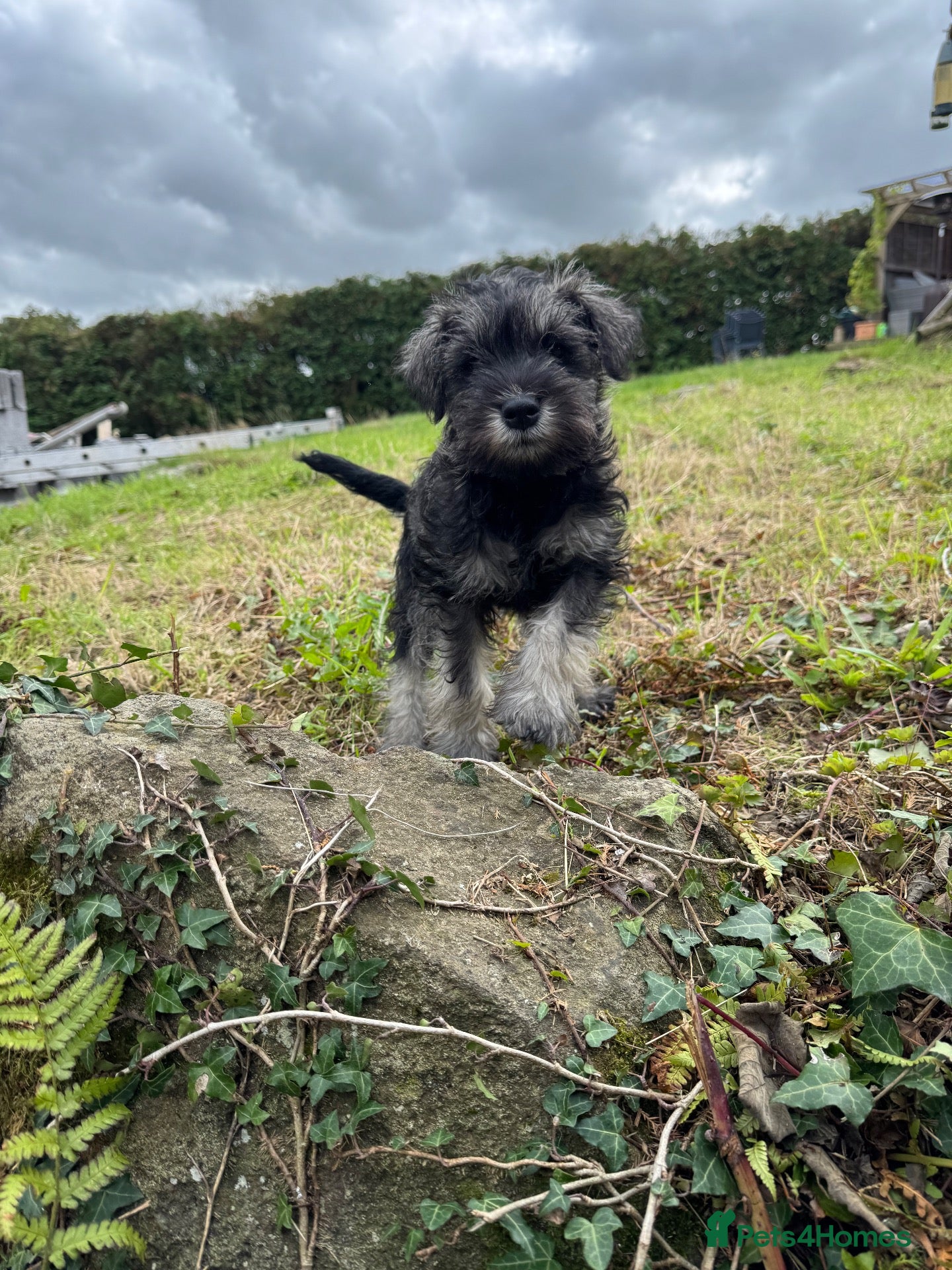 Miniature Schnauzer dogs Adorable miniature Schnauzers - Advert 6