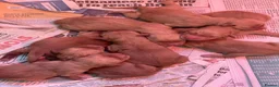 Golden Retriever dogs for sale: DARK RED KC REG GOLDEN PUPPIES HEALTH TESTED CLEAR - Advert 21