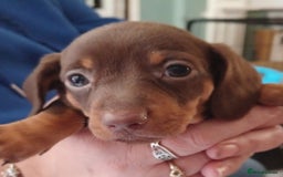 Miniature Dachshund dogs for sale: Chocolate Tan boy left - Image 6