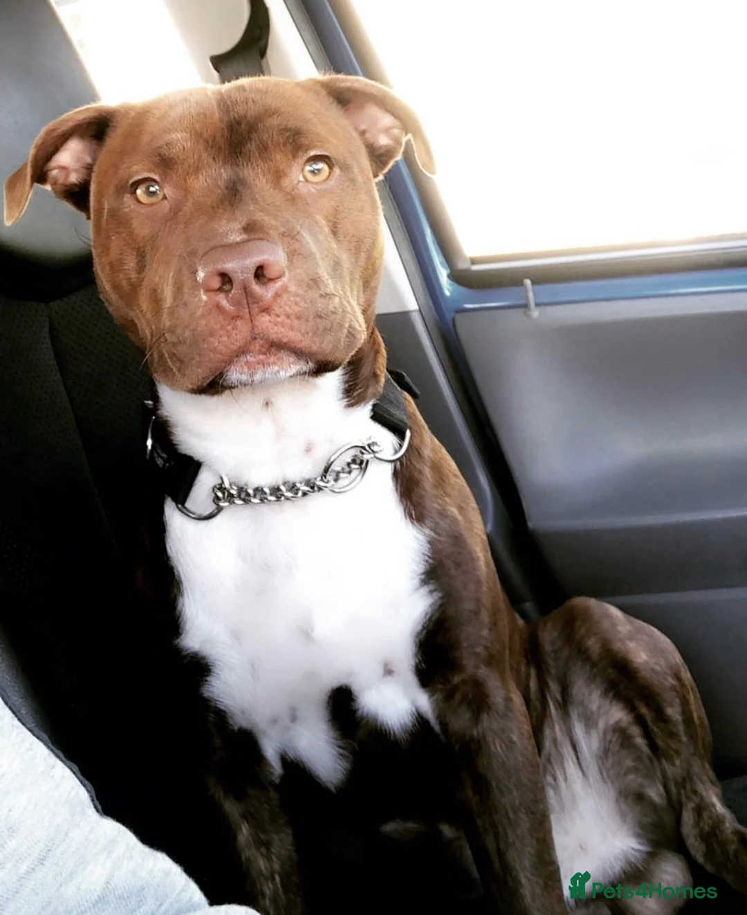 Staffordshire Bull Terrier dogs for stud: Bear  in Perth - Advert 1