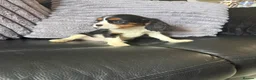 Cavalier King Charles Spaniel dogs for sale: Royal kennel club cavalier puppies dna clear - Advert 8