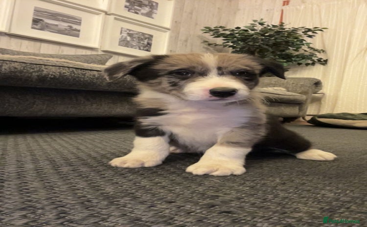 Border Collie dogs - Advert 1