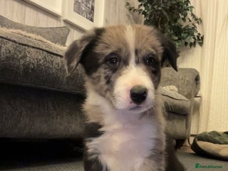Border Collie dogs - Advert 5