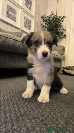 Border Collie dogs - Advert 3