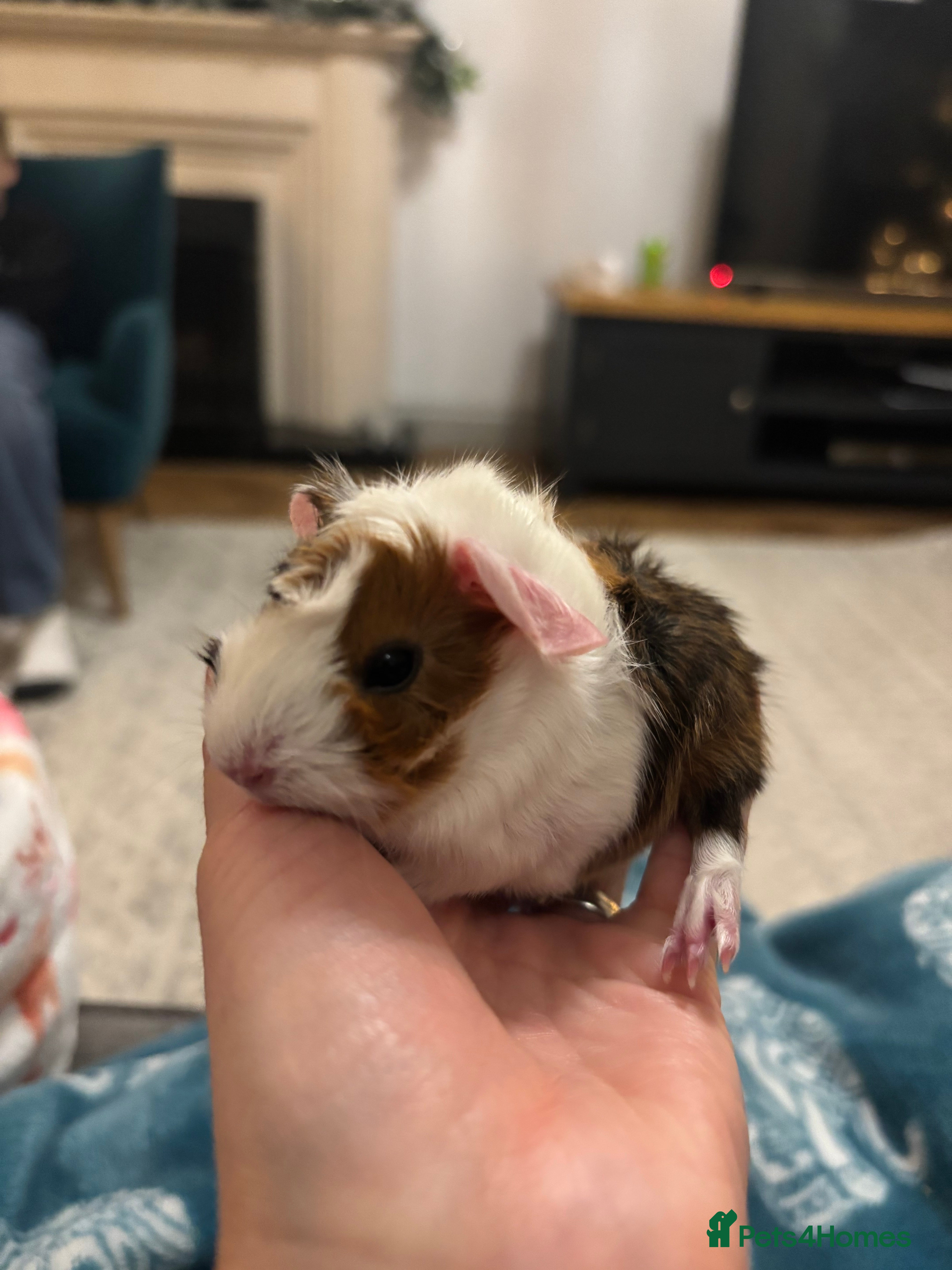 Guinea Pig rodents 1 FEMALE GUINEA PIG - Advert 22