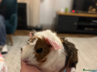 Guinea Pig rodents 1 FEMALE GUINEA PIG - Advert 22