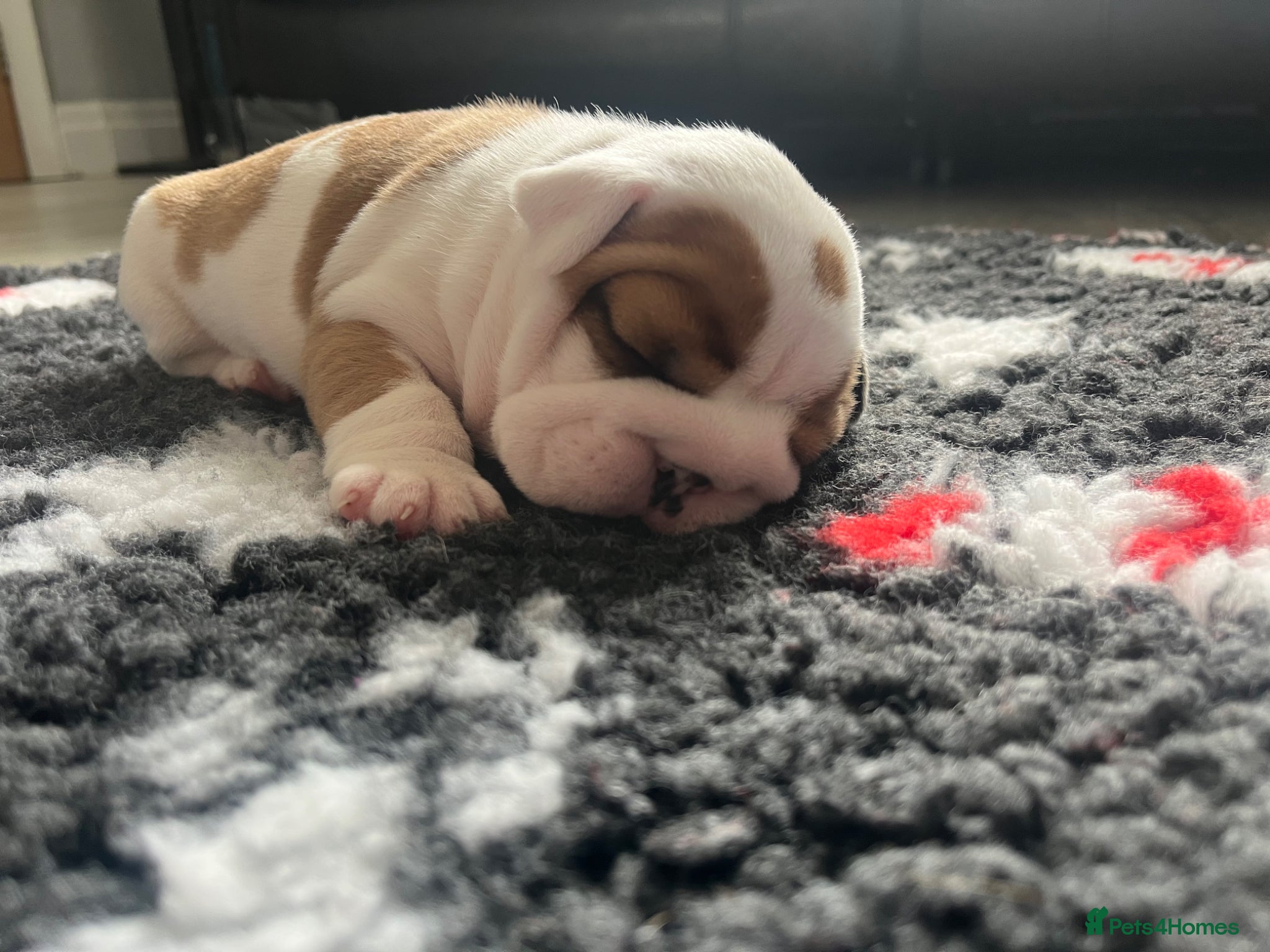 English Bulldog dogs 5 standard bulldogs silver health tested parents  - Advert 1