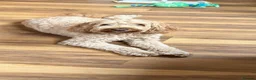 Australian Labradoodle dogs for stud: ARLO-Proven Australian labradoodle Stud Available - Advert 1