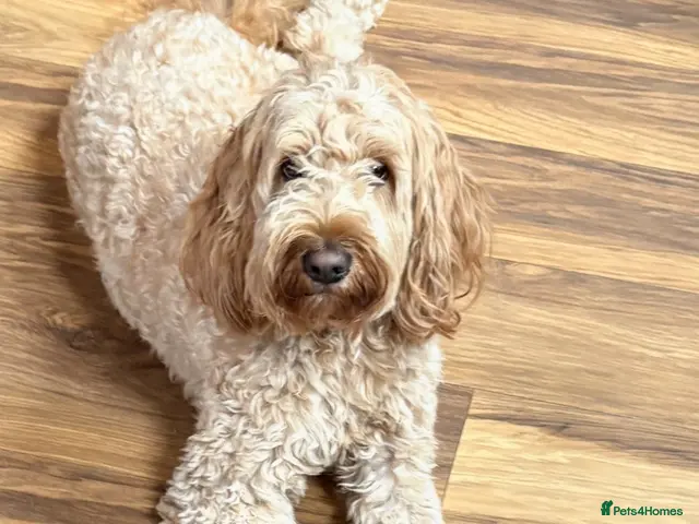 Australian Labradoodle dogs ARLO-Proven Australian labradoodle Stud Available - Advert 2