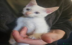 Sphynx cats for sale: Snow coated shpynx with sky blue eyes - Image 4