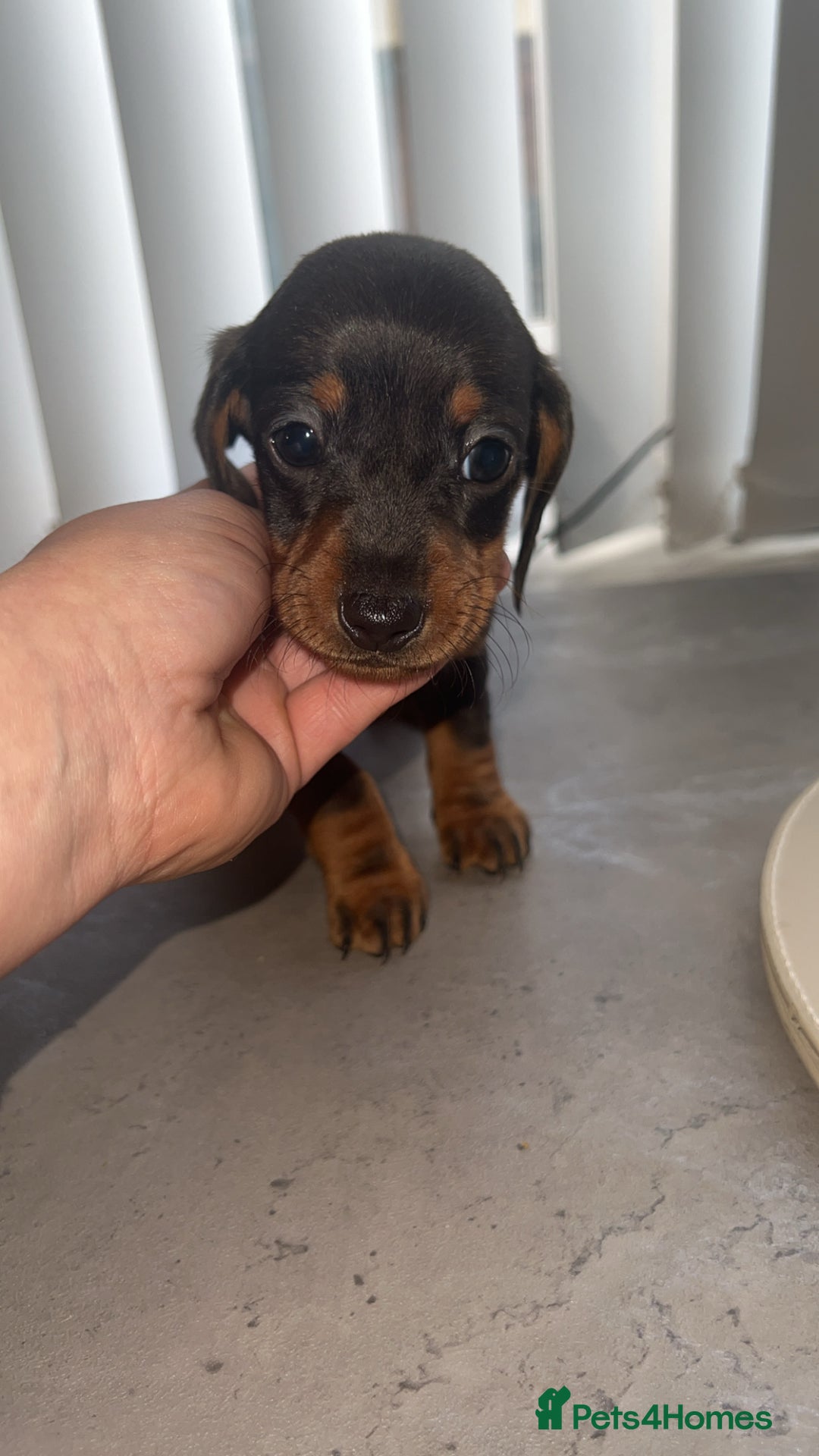 Dachshund dogs for sale: ✨Dachshunds 👀 for forever 🏡 £900 ONO✨ - Advert 4