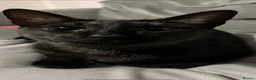 Chausie cats for sale: Black Chausie - Ellie - Advert 2