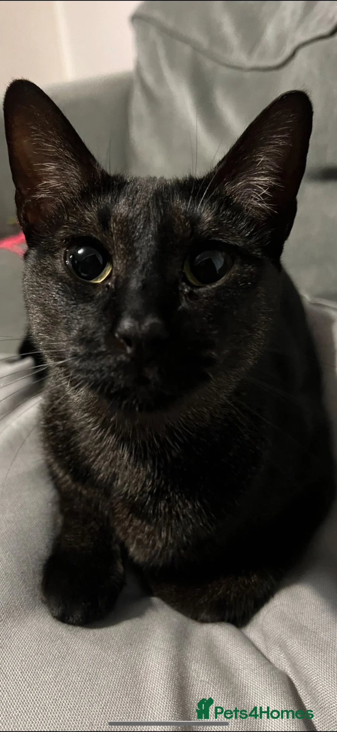 Chausie cats for sale: Black Chausie - Ellie - Advert 2