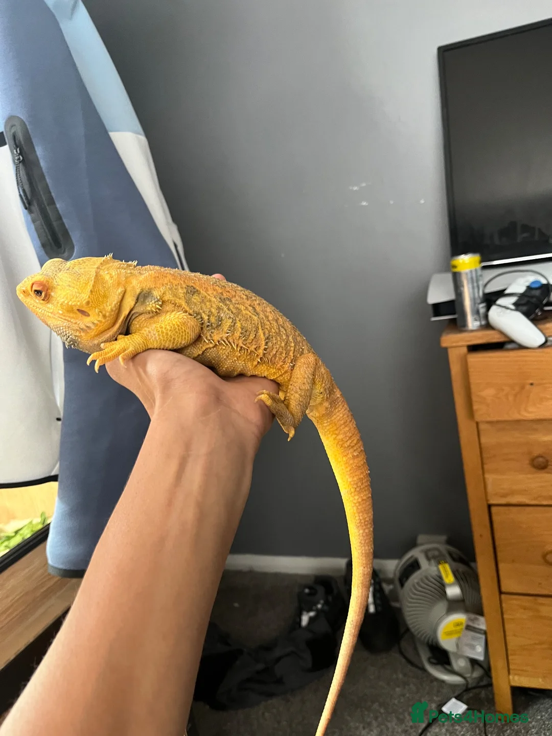 Bearded Dragon reptiles for sale: Yellow hypo bearded dragon  - Advert 3