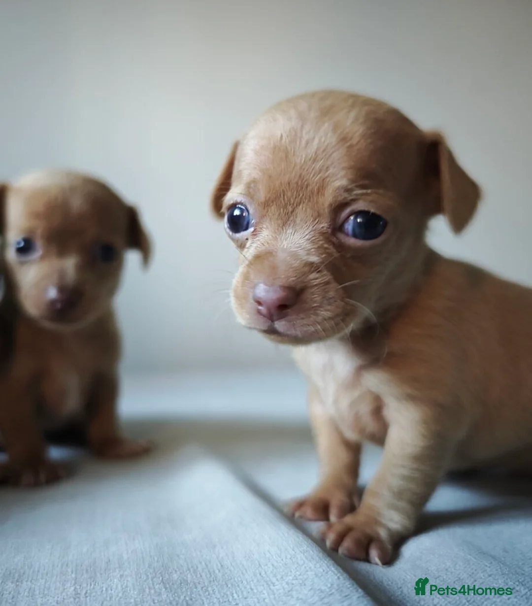 Chiweenie dogs for sale: Stunning Micro Chiweenie Last One - Smallest in UK - Advert 6
