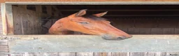 Irish Sports horses for sale: Unbacked Project – Experienced Home Only - Advert 1