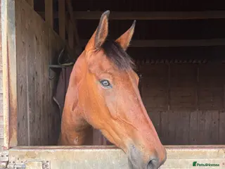 Irish Sports horses Unbacked Project – Experienced Home Only - Advert 1