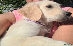 Golden Retriever dogs for sale: READY NOW Stunning Golden Retriever PUPPIES-3 LEFT - Image 30