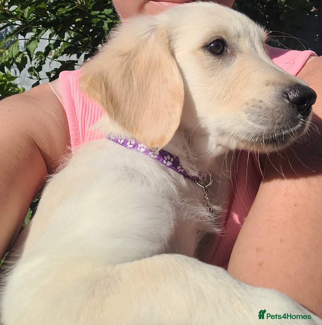 Golden Retriever dogs for sale: READY NOW Stunning Golden Retriever PUPPIES-3 LEFT - Image 30