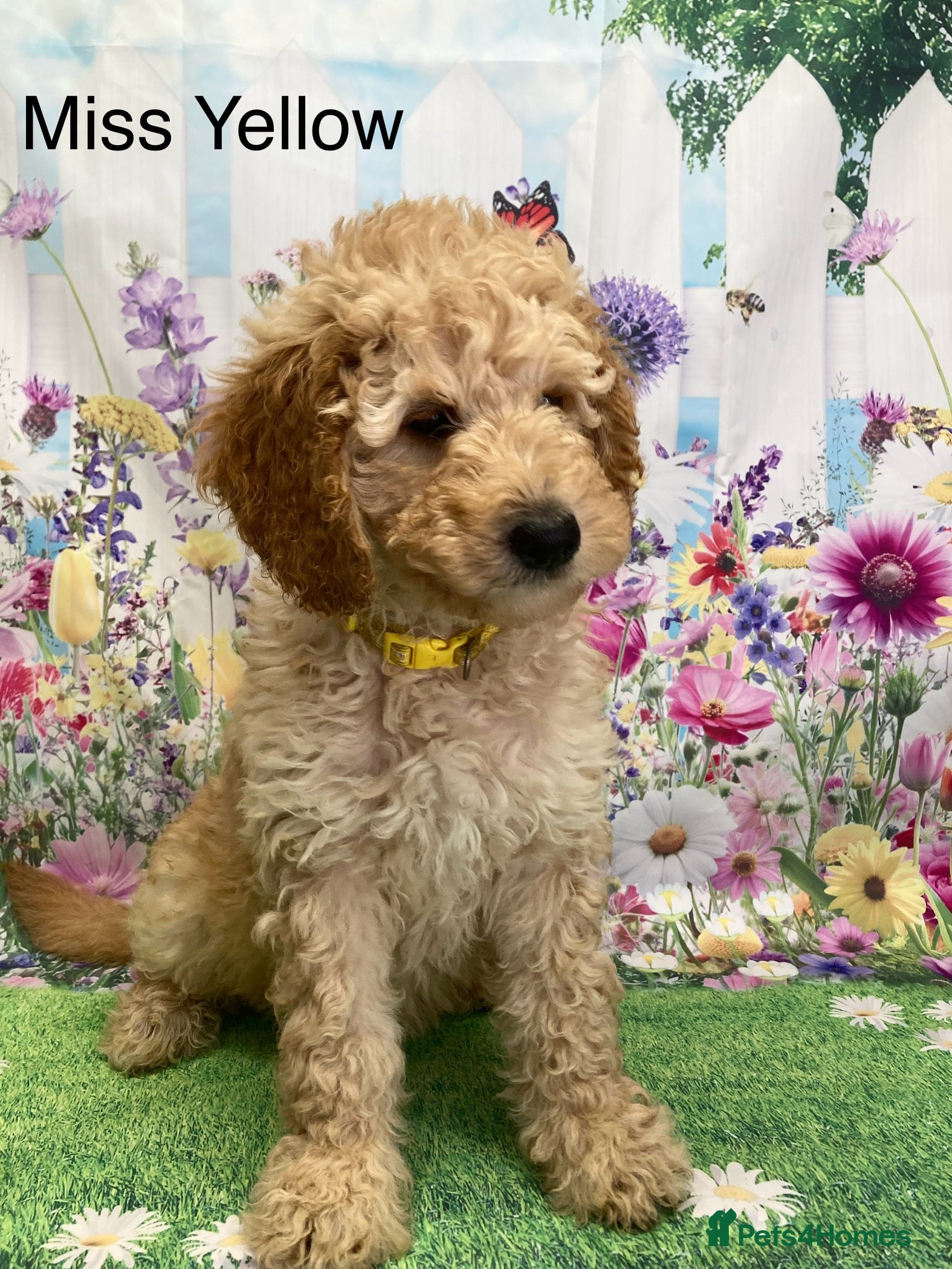 Labradoodle dogs Multigenerational Standard labradoodle puppies - Advert 2