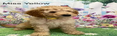 Labradoodle 7