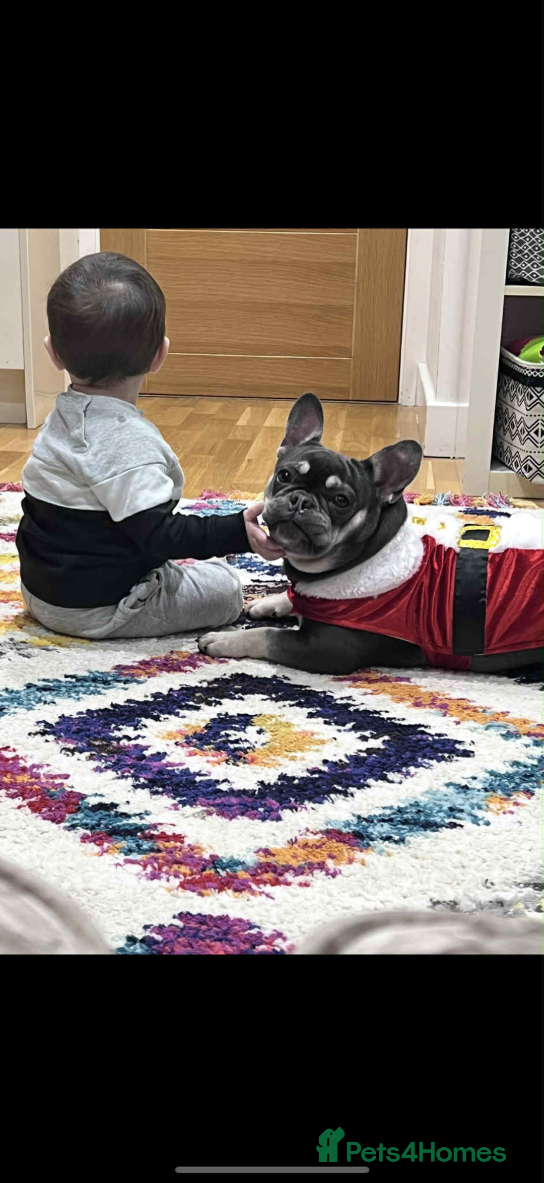 French Bulldog dogs for sale: Ova , it s a beautiful Dog Bulldog French  - Advert 3