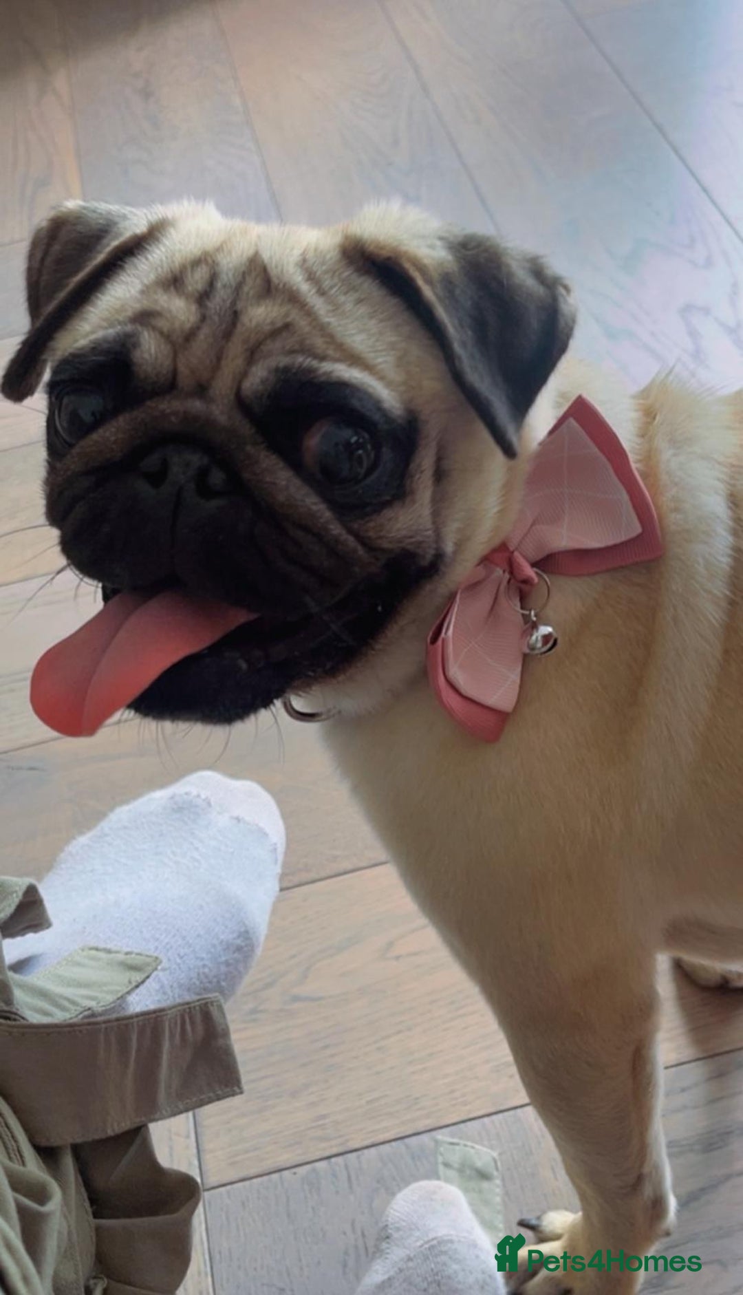 Pug dogs for sale: Beautiful pug - Advert 11